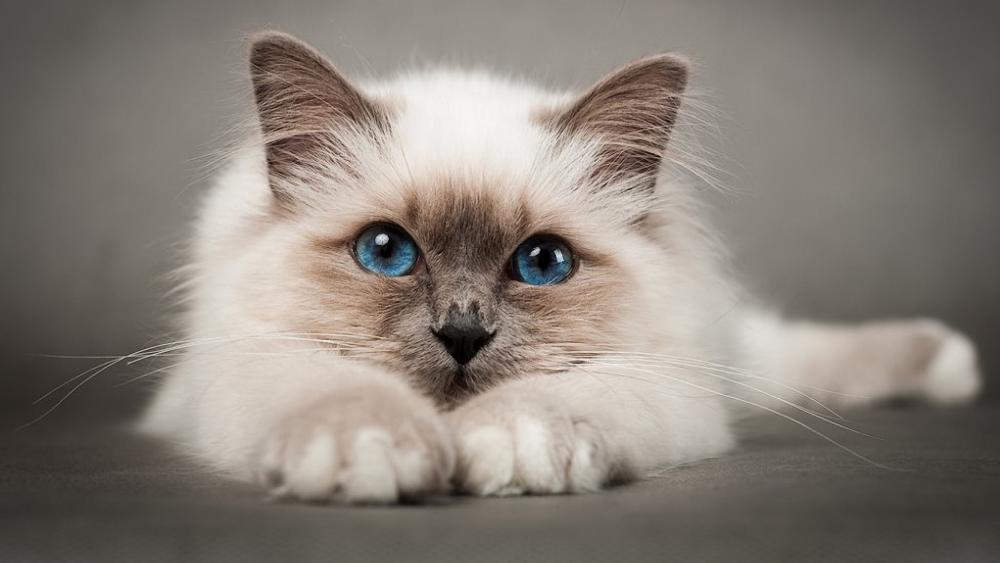 Birman Cat's Mesmerizing Blue Gaze wallpaper