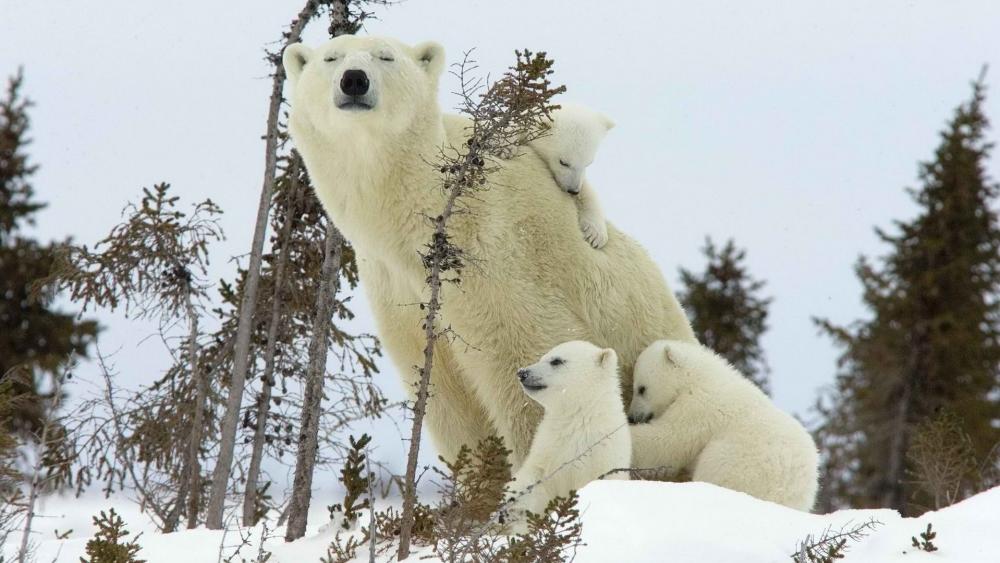 Polar Family in Snowy Wilderness wallpaper