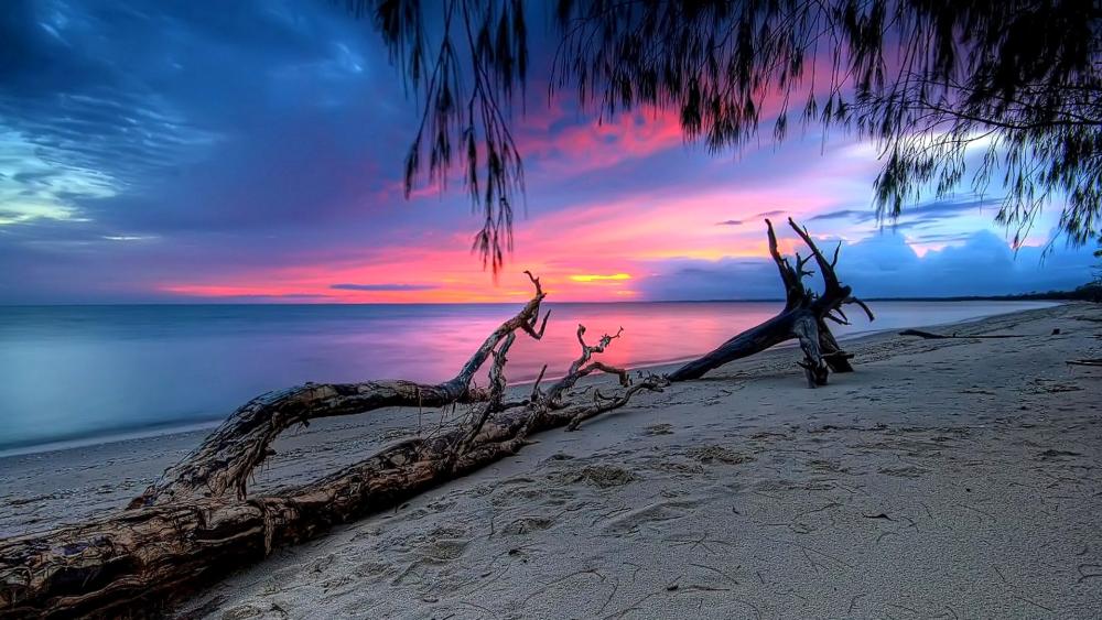 Sunset Serenity on a Driftwood Shore wallpaper