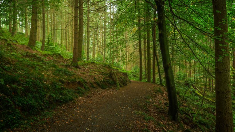 Forest Pathway in Serenity wallpaper
