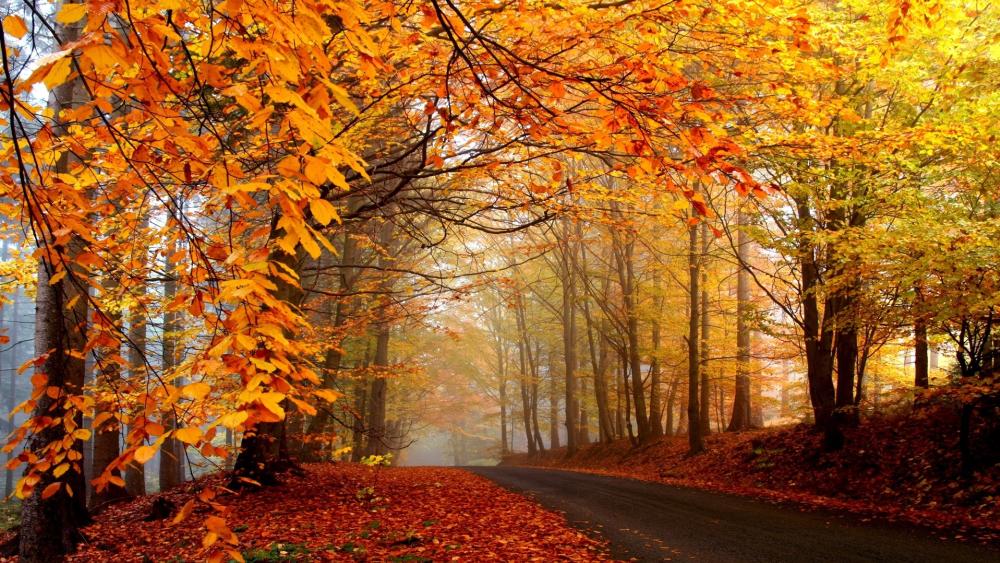 Autumn Pathway Through Golden Foliage wallpaper