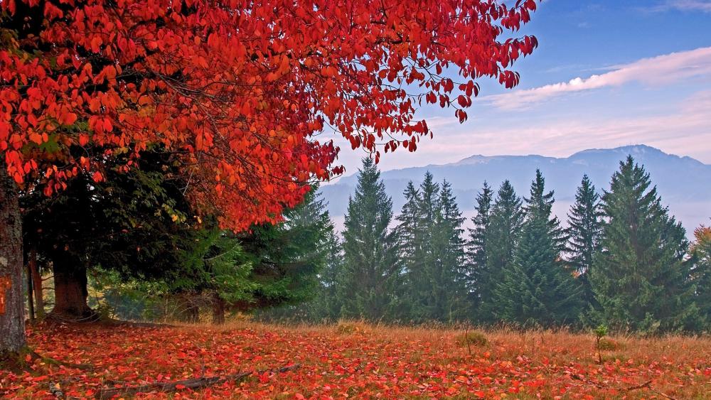 Autumn Splendor in a Mountain Landscape wallpaper