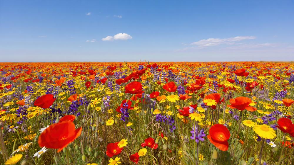 Vibrant Summer Flower Field in 8K wallpaper