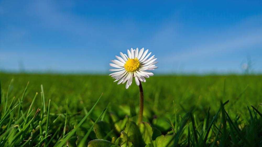 Serene Daisy on a Grassy Field wallpaper