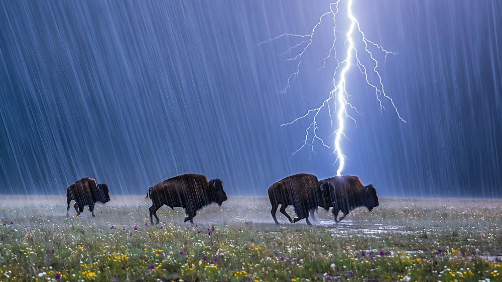Buffalos Charging Through Stormy Plains wallpaper