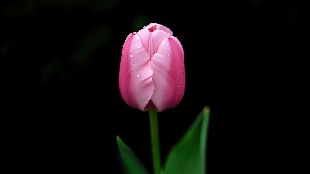 Pink Tulip Elegance on Black Canvas wallpaper