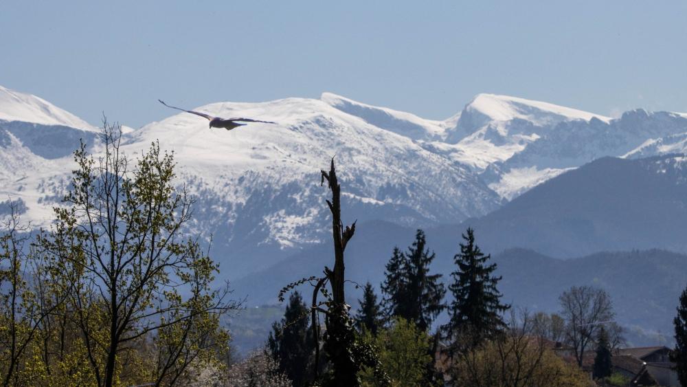 Majestic Alps with Soaring Bird in Tranquil Scene wallpaper