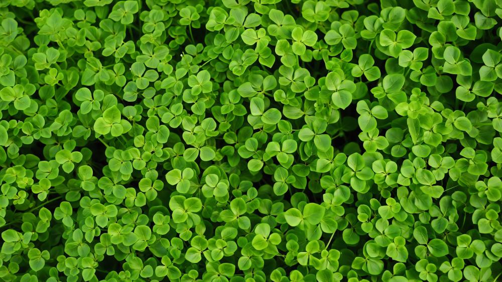 Tranquil Green Clover Field in 5K wallpaper