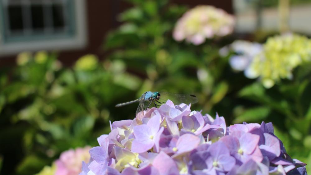 Purple flower with dragonfly on it wallpaper