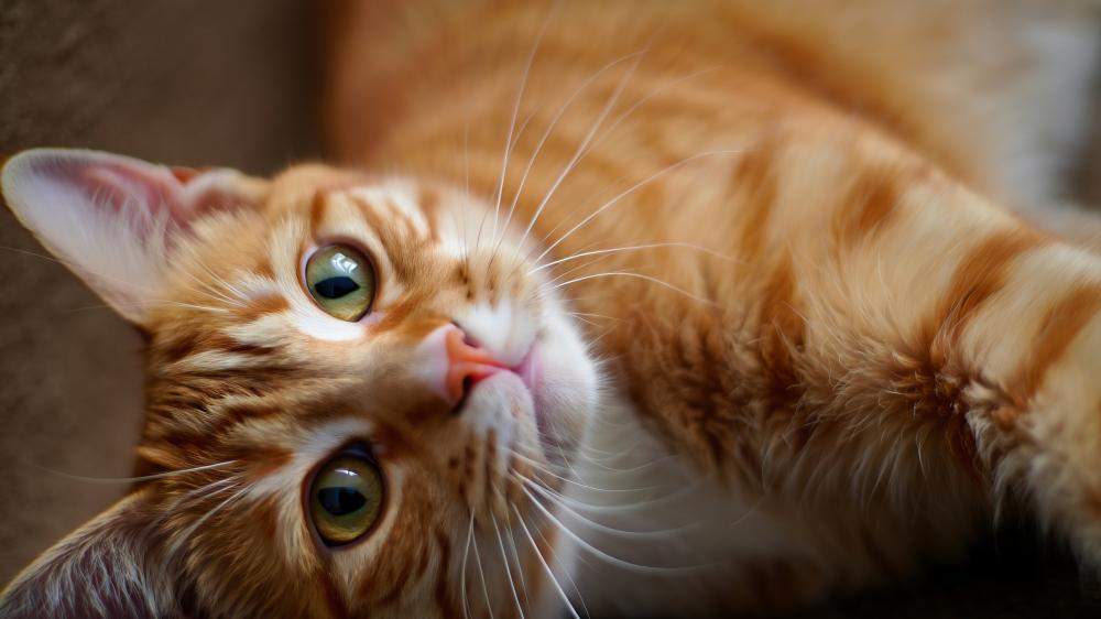 Close Up of a Ginger Cat's Curious Gaze wallpaper