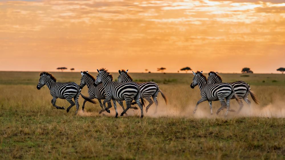 Zebras On The Run wallpaper