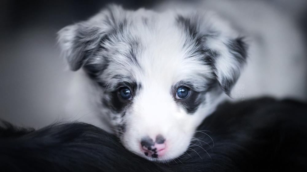 Adorable Australian Shepherd Puppy wallpaper