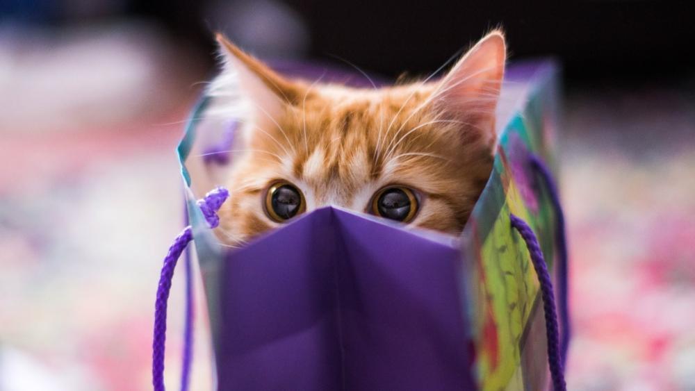 Peek-a-Boo Ginger Cat in a Bag wallpaper