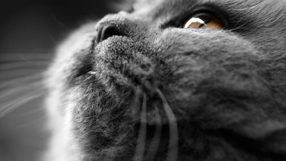 Grey Cat in Monochrome Close-Up wallpaper