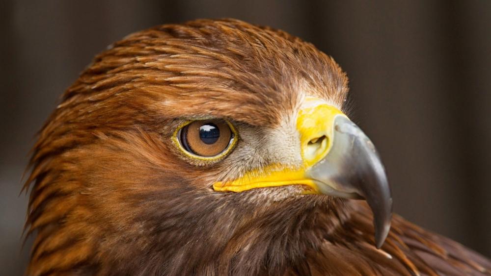 Majestic Gaze of the Golden Eagle wallpaper
