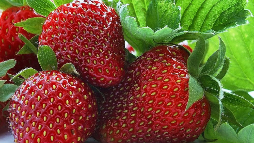 Juicy Strawberries in Vibrant Greenery wallpaper