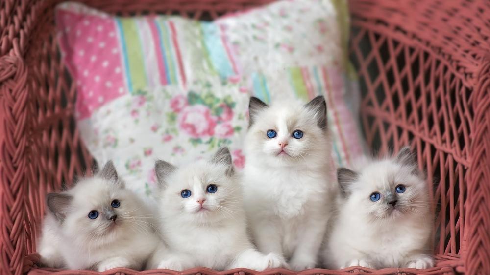 Adorable Ragdoll Kittens in Cozy Wicker Chair wallpaper