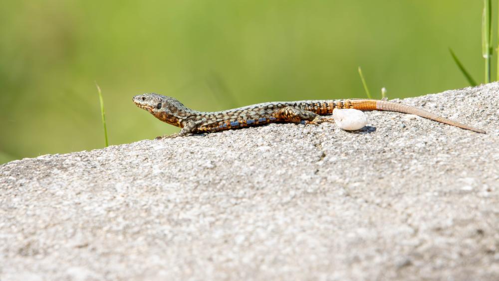 Wallpaper from animals category