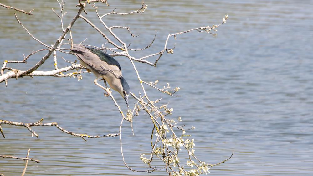 Graceful Heron Poised by the Water's Edge wallpaper