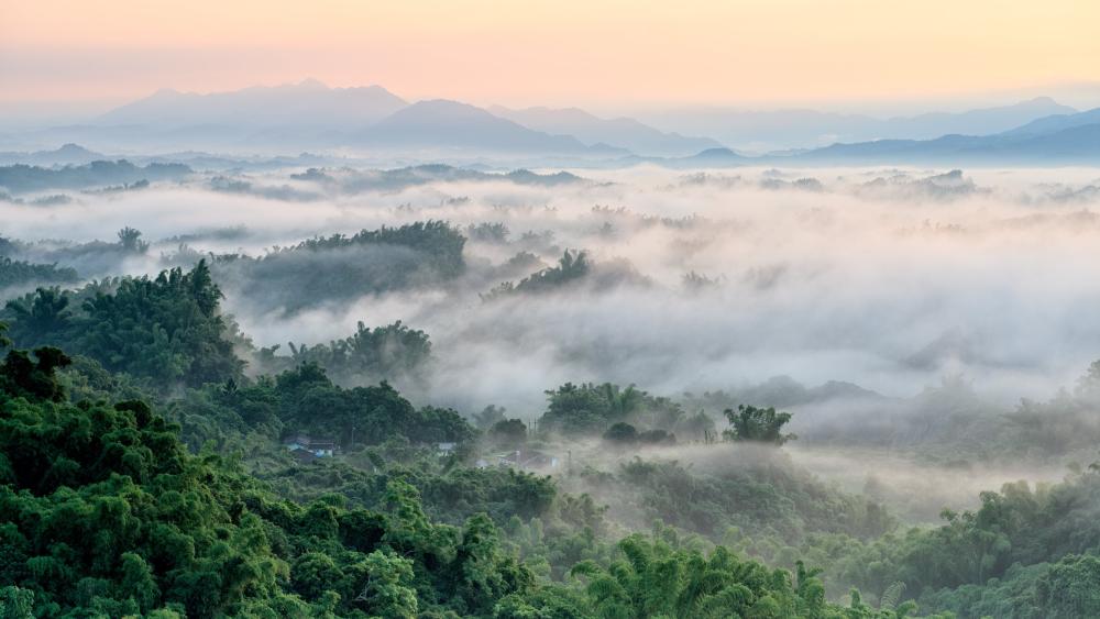 Misty Jungle Morning Serenity wallpaper