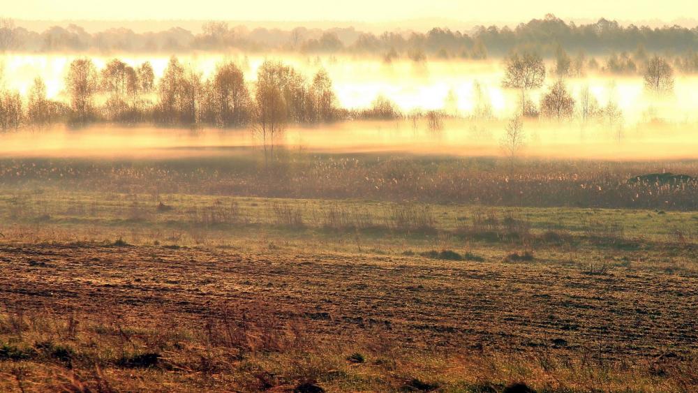 Misty Morning Glow Over Tranquil Grasslands wallpaper