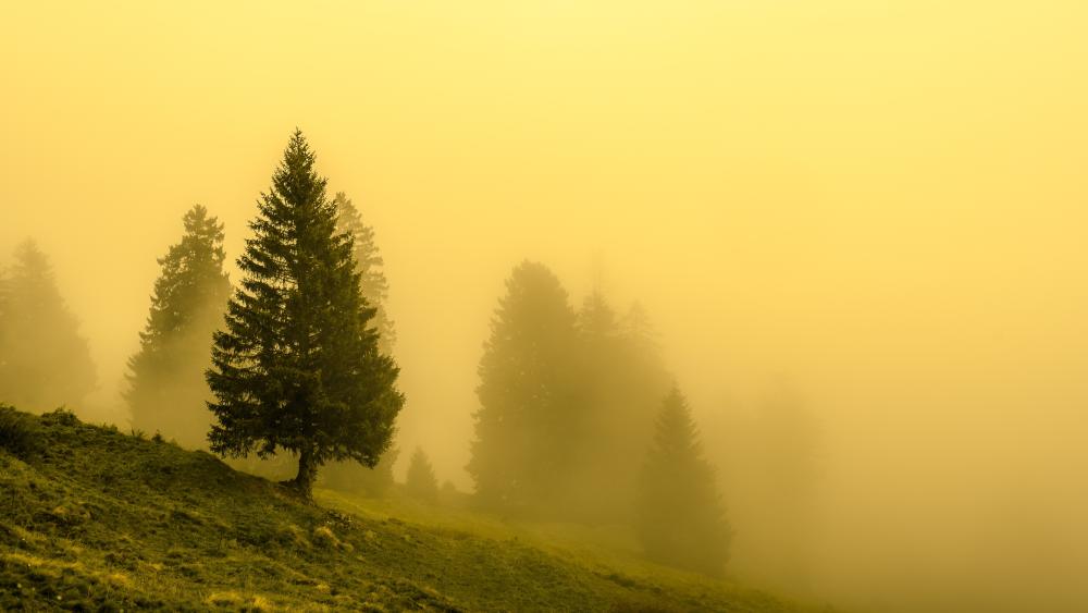 Misty Pines in Golden Haze wallpaper