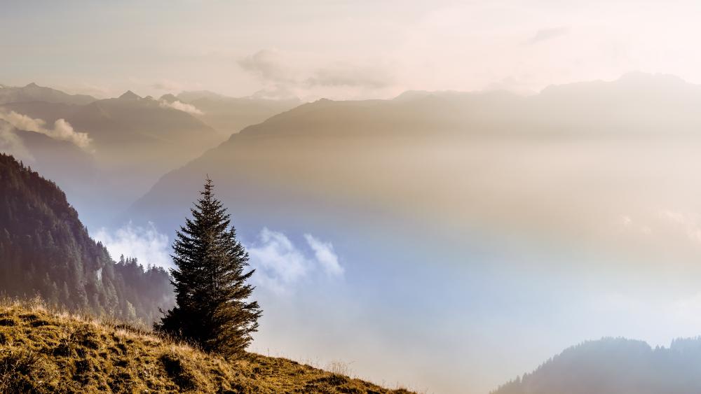 Misty Mountain Ridge at Dawn wallpaper