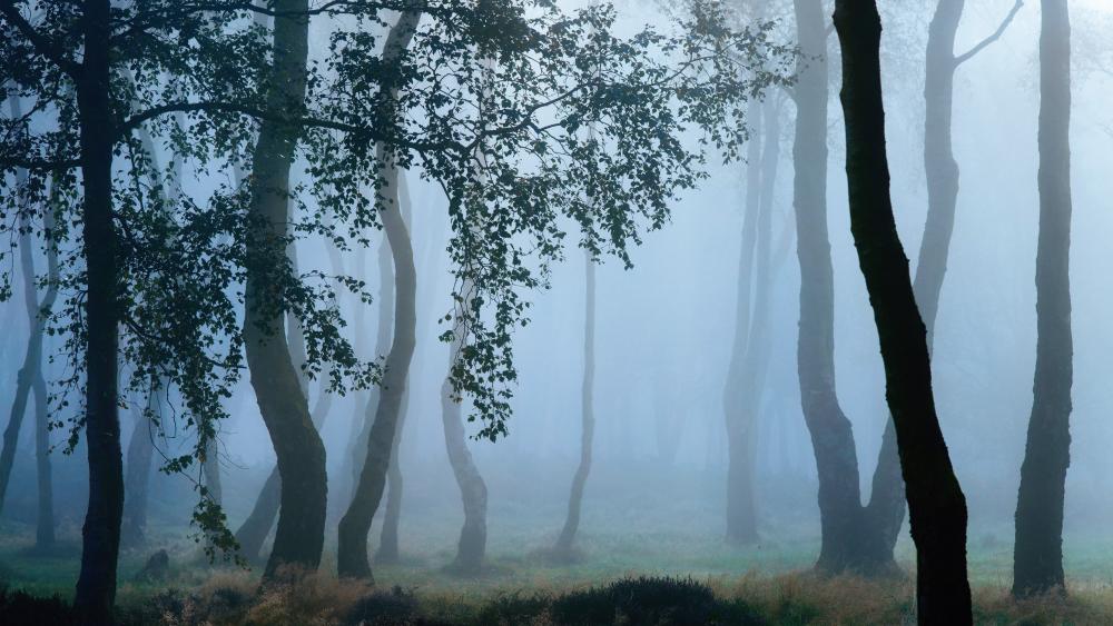 Mysterious Misty Forest Tranquility wallpaper