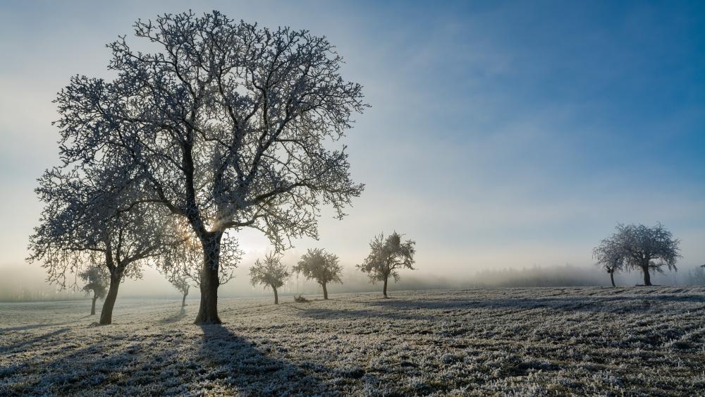 Frozen Elegance in The Winter Dawn wallpaper