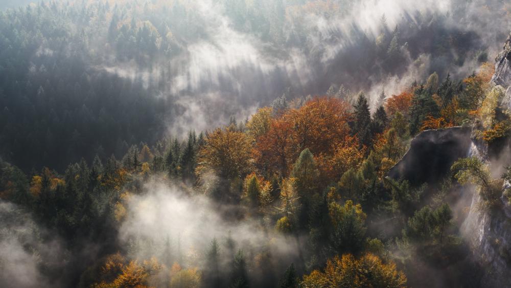 Misty Autumn Forest in the Valley wallpaper