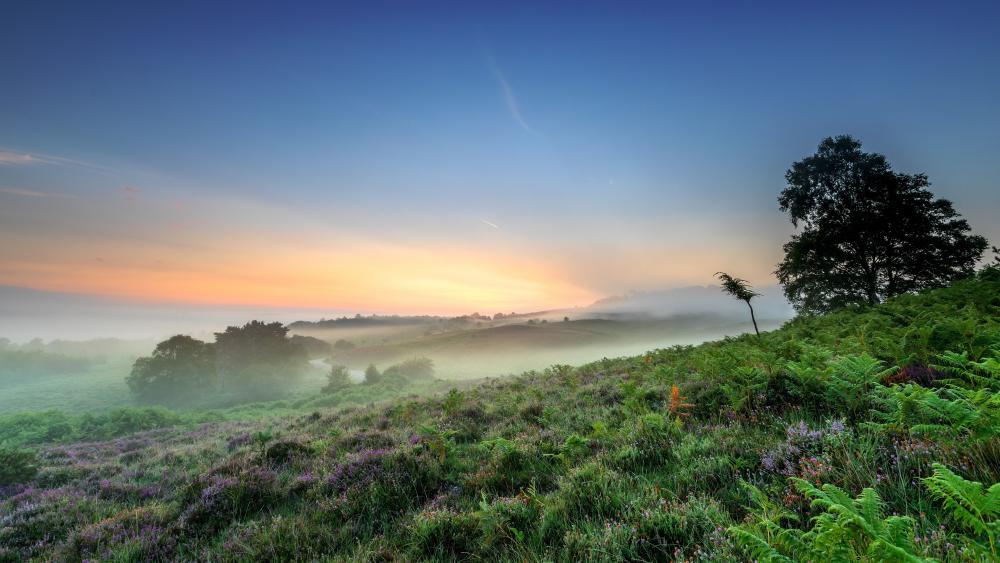Morning Mist Over Serene Grassland wallpaper