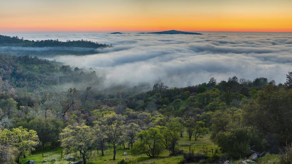 Misty Horizons in a Serene Forest Landscape wallpaper