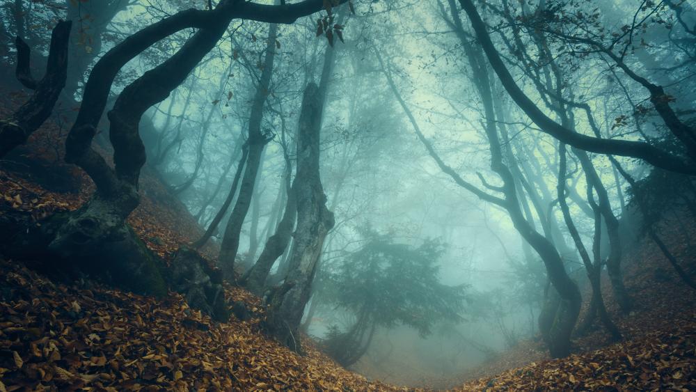 Mysterious Misty Forest in 5k Clarity wallpaper