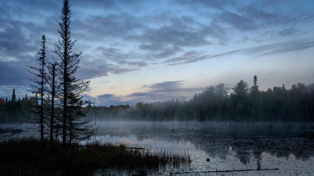 Misty Dawn Over Serene Wetland Landscape wallpaper