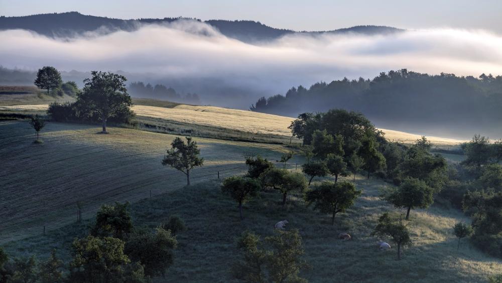 Morning Mist Over Serene Hillscape wallpaper