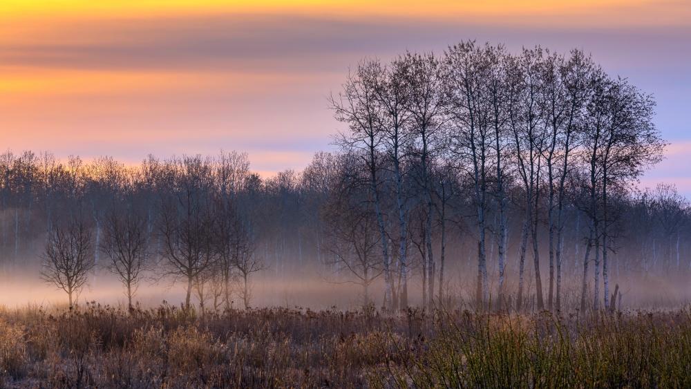 Dawn's Gentle Embrace in Misty Morning Forest wallpaper
