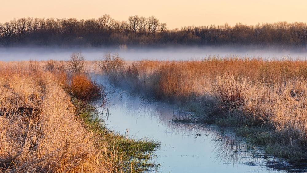 Morning Mist over Tranquil Wetland Scene wallpaper