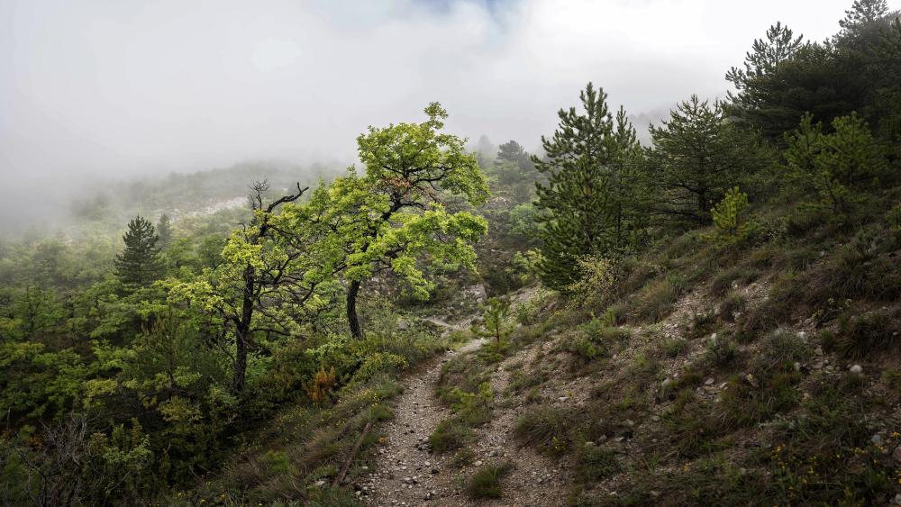 Misty Forest Path in Tranquil Wilderness wallpaper