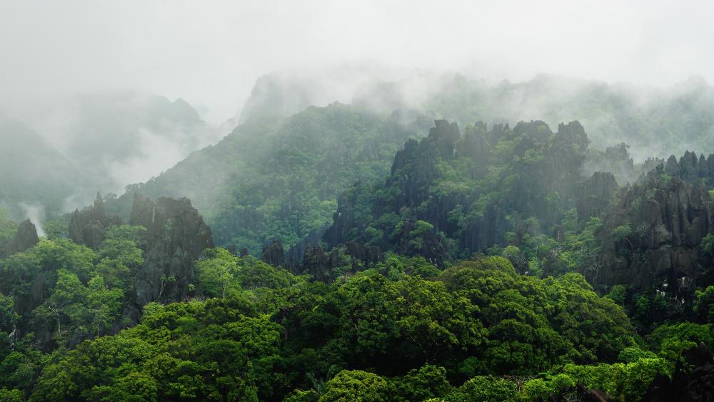 Misty Jungle Serenity in Laos wallpaper