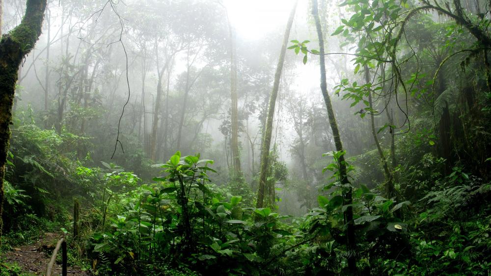 Mystical Mist in Borneo’s Lush Rainforest wallpaper