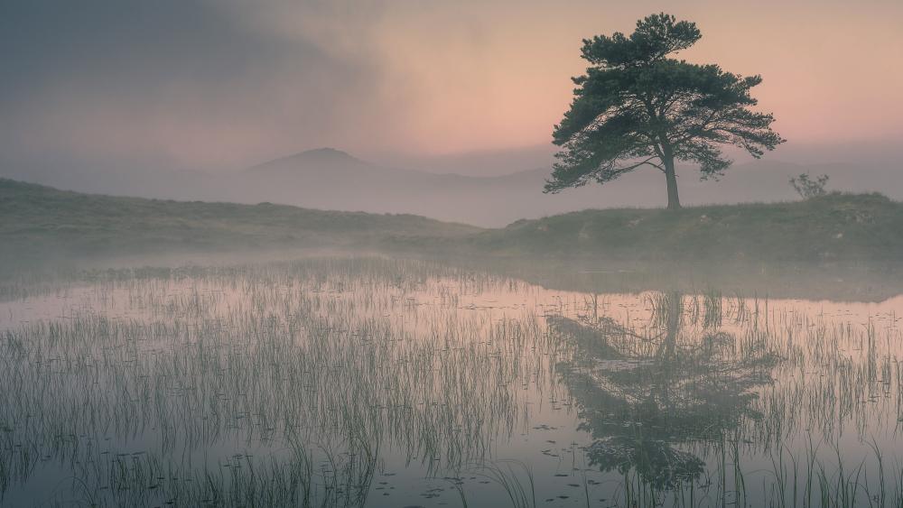 Solitary Tree at Sunrise by the Misty Lakeside wallpaper