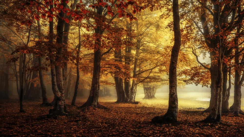 Autumn Serenity in a Sunlit Forest wallpaper