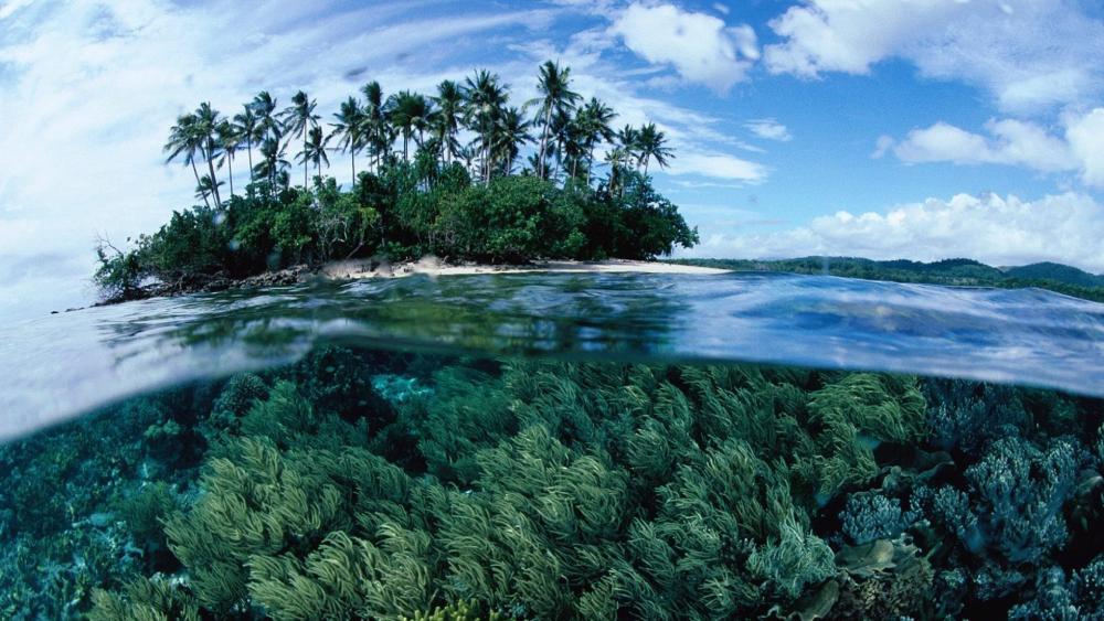 Tropical Island Paradise Above and Below wallpaper