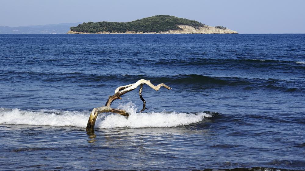 Island Serenity with Driftwood Harmony wallpaper