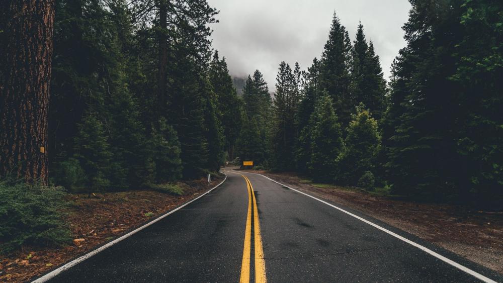Misty Forest Road Under Rainy Skies wallpaper
