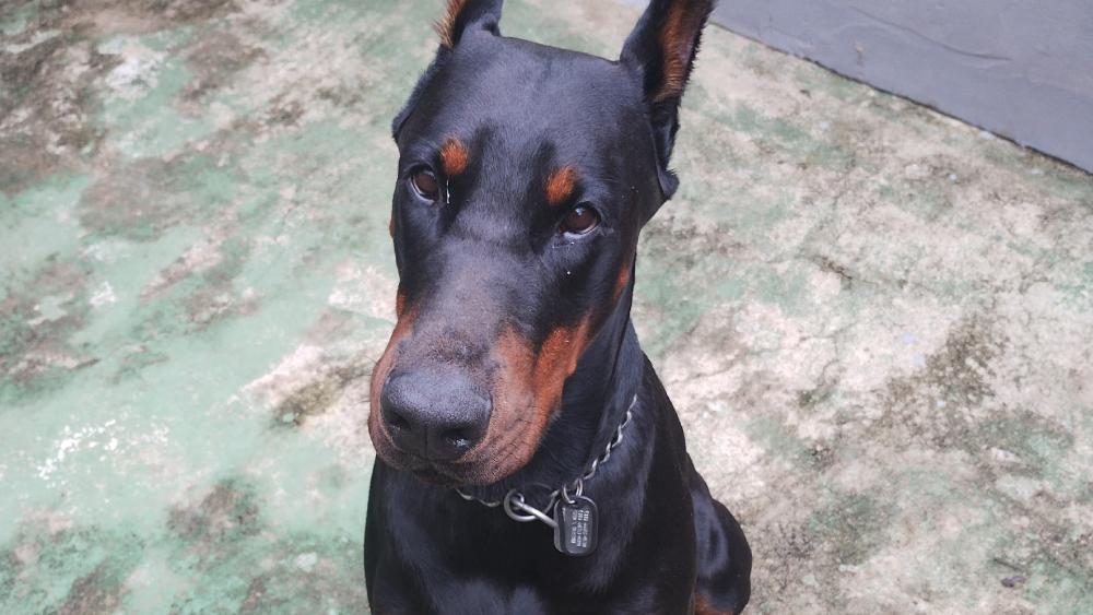 Majestic Dobermann Companion wallpaper
