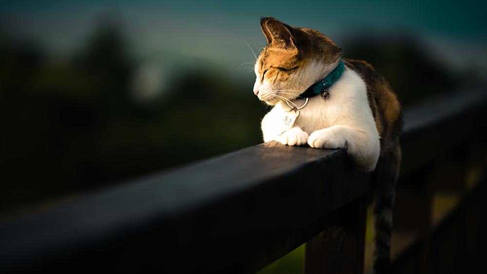 A cat laying in fence wallpaper