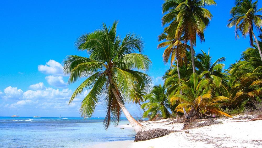 Tropical Paradise Bliss in the Dominican Republic wallpaper