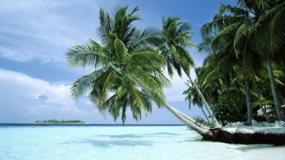 Tropical Shores and Tranquil Ocean View wallpaper
