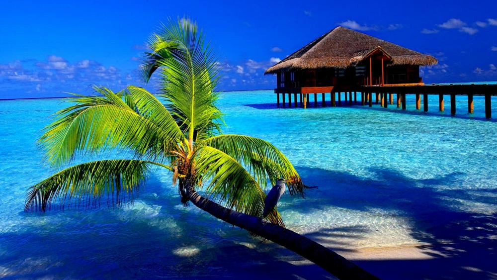Tropical Paradise Escape in the Maldives wallpaper